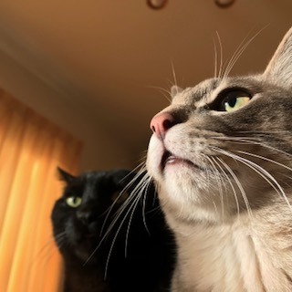 asari&mozuku.jpg